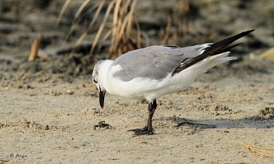Laughing Gull