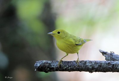 Yellow Warbler (f)