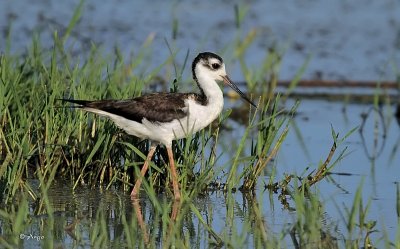 Black-necked Stilt