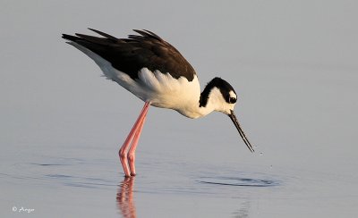 Black-necked Stilt