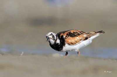 Ruddy Turnstone