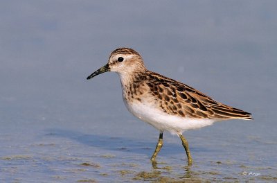 Least Sandpiper