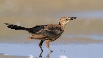 Great-tailed Grackle