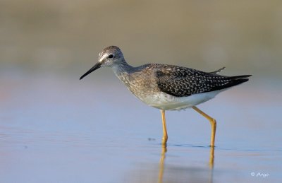 Greater Yellowlegs