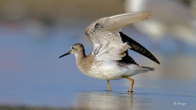 Greater Yellowlegs