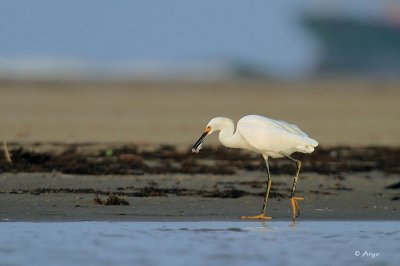 Snowy Egret
