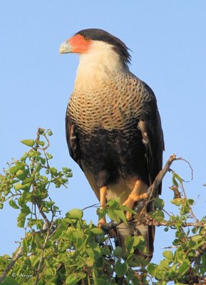 Crested Caracara