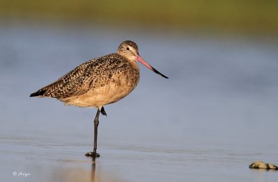 Marbled Godwit