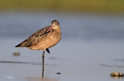 Marbled Godwit