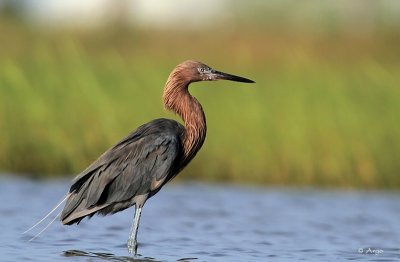 Reddish Egret