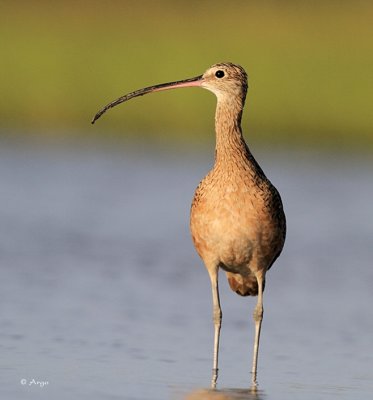 Long-billed Curlew