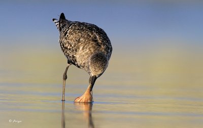 Black-bellied Plover