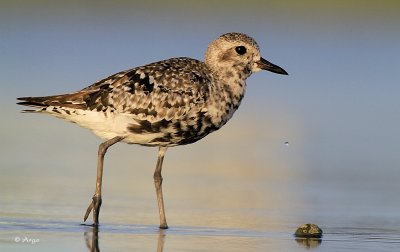 Black-bellied Plover