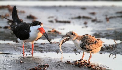 Black Skimmer