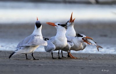 Royal Terns