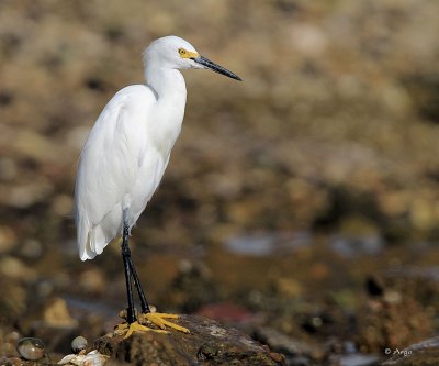 Snowy Egret