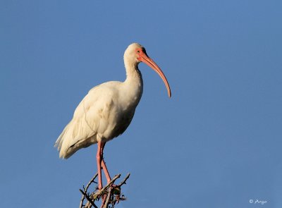 White Ibis