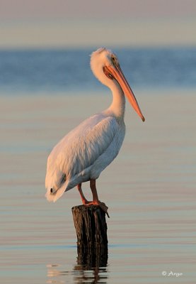 White Pelican