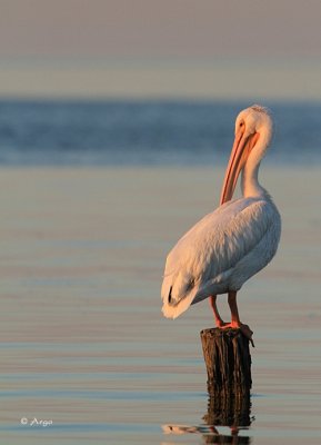 White Pelican