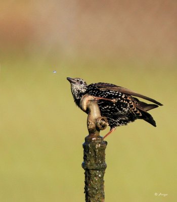 European Starling