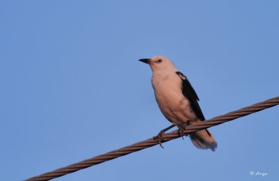 Great-tailed Grackle