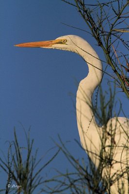 Great Egret