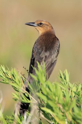 Great-tailed Grackle