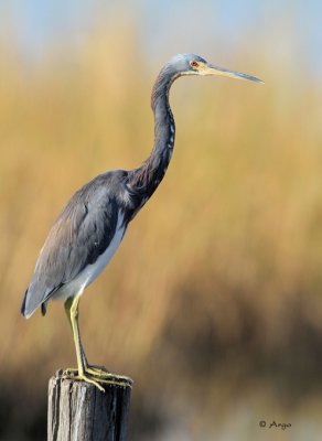 Tri-colored Heron