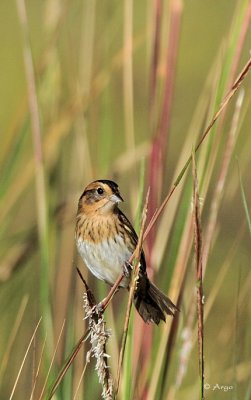 Nelsons Sharp-tailed Sparrow