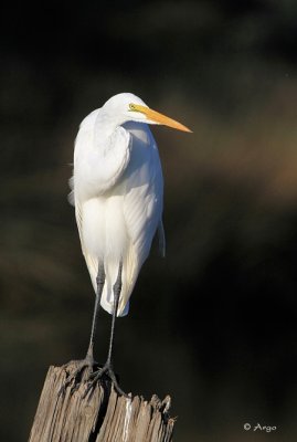 Great Egret