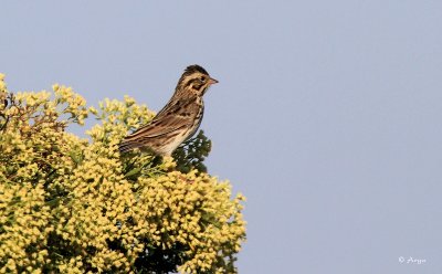 Savannah Sparrow