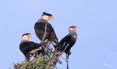 Crested Caracara