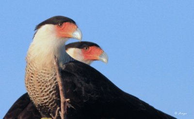 Crested Caracara