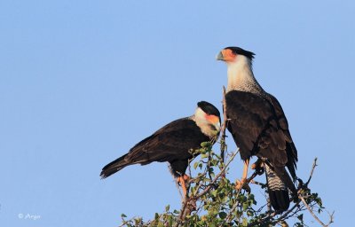 Crested Caracara