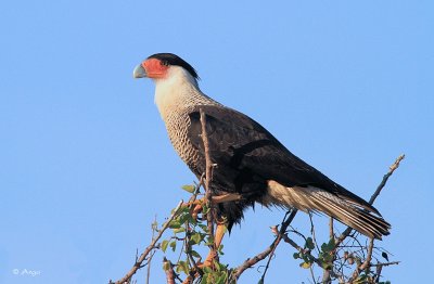 Crested Caracara