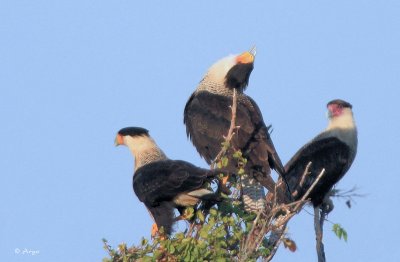 Crested Caracara