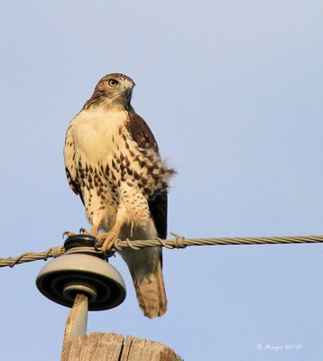 Red-tailed Hawk