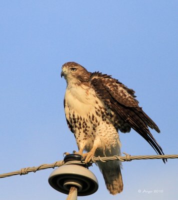 Red-tailed Hawk