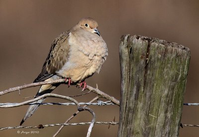 Mourning Dove