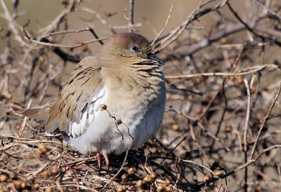 White-winged Dove