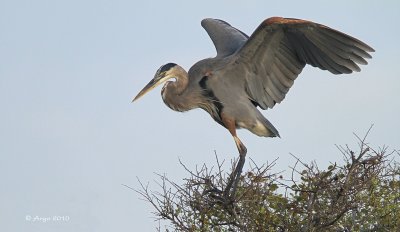 Great Blue Heron