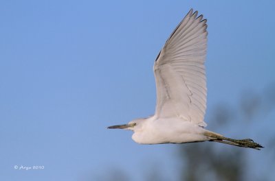 Little Blue Heron