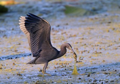 Little Blue Heron