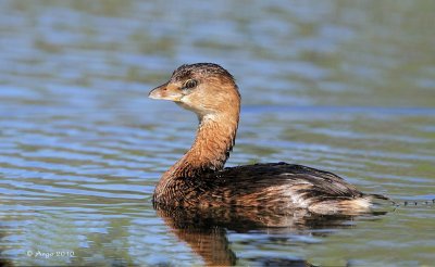 Pied-billed Grebe