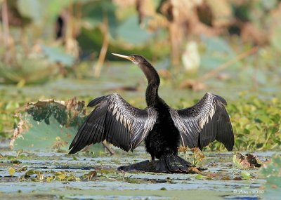 Anhinga