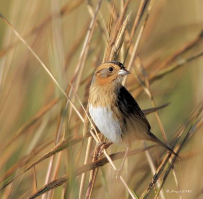 Nelson's Sharp-tailed Sparrow