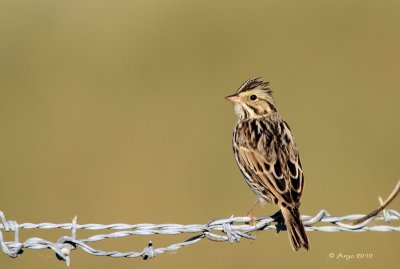 Savannah Sparrow