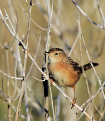 Sedge Wren