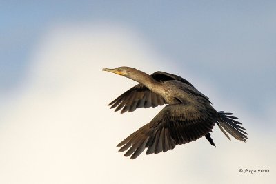 Neotropic Cormorant