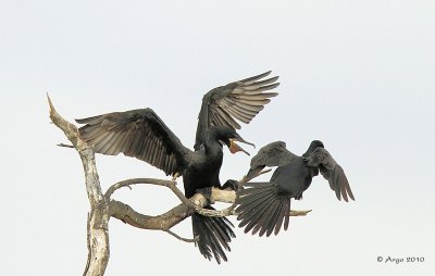 Neotropic Cormorants